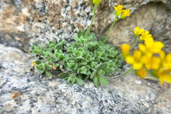Draba lemmonii