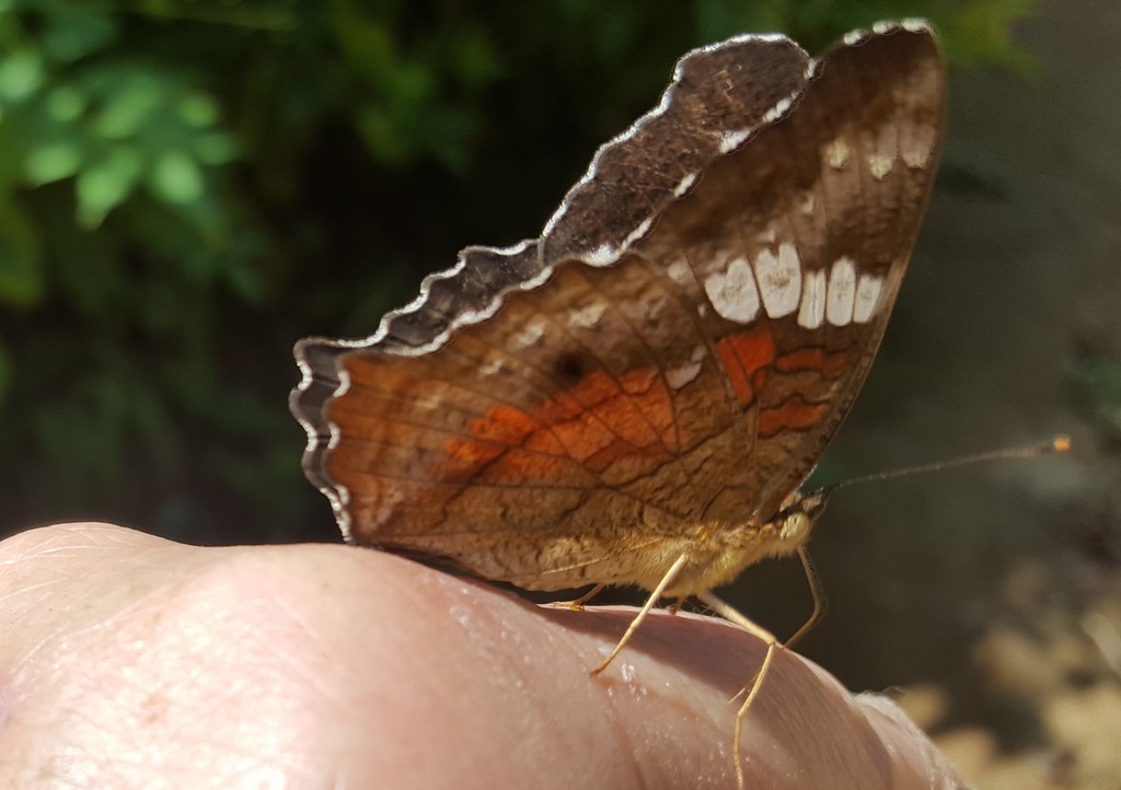 Red Peacock