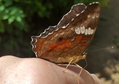 Red Peacock