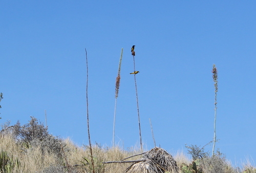 Scott's Oriole