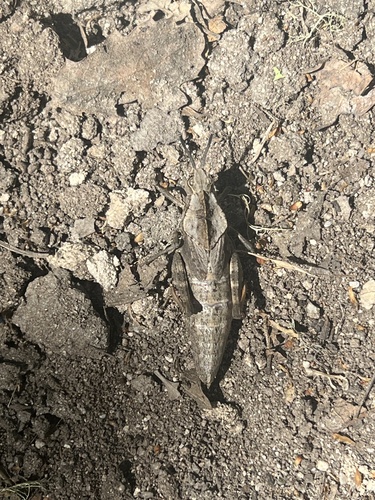 iNaturalist observation photo of Gray Dragon Lubber