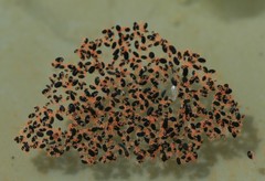 Halotydeus destructor