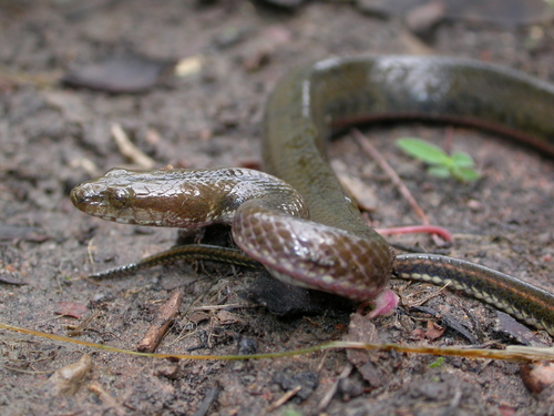 Longtailed Mud Snake