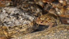 Bufo stejnegeri