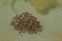 Halotydeus destructor