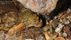 Bufo stejnegeri
