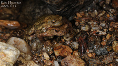 Bufo stejnegeri