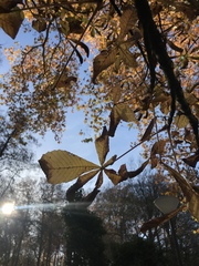 Aesculus hippocastanum