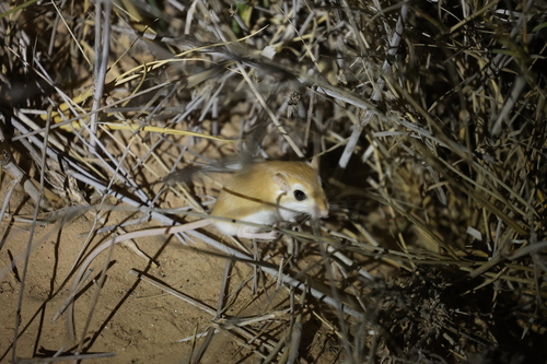 Riggenbach's Gerbil (Gerbillus tarabuli) — Least Concern Mammalia