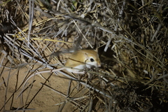 Tarabul's Gerbil photo 1