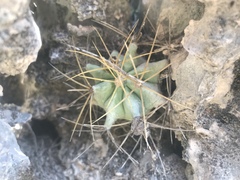 Ferocactus glaucescens