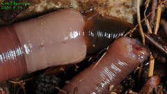 Orobdella tsushimensis