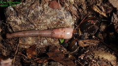 Orobdella tsushimensis