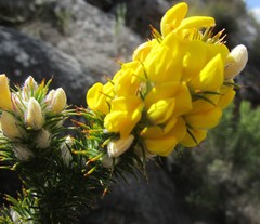 Aspalathus shawii shawii