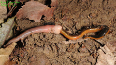 Orobdella tsushimensis