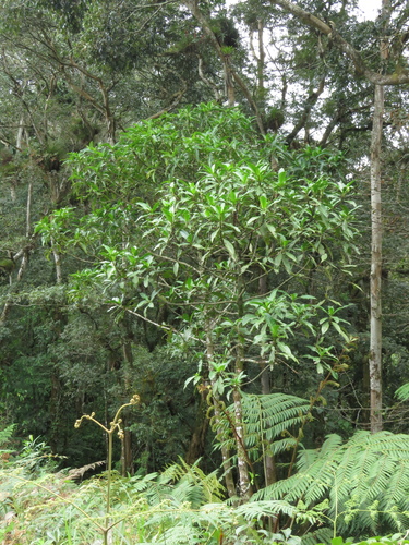 Hedyosmum mexicanum (Hedyosmum mexicanum)