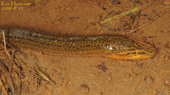 Monopterus albus