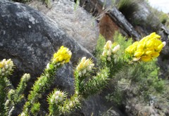 Aspalathus shawii shawii