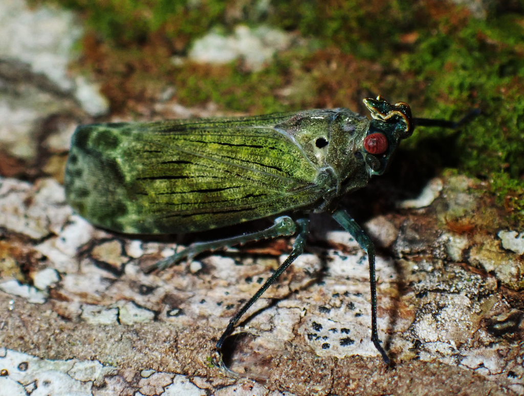 Enchophora pyrrhocrypta
