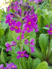 Primula pulverulenta