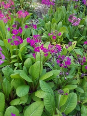 Primula pulverulenta