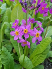 Primula pulverulenta