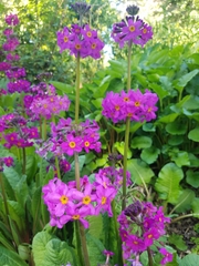 Primula pulverulenta
