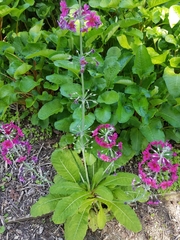 Primula pulverulenta
