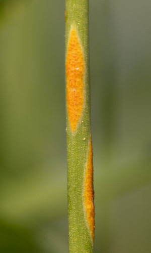 Aecidium ranunculi-acris