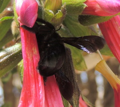 Xylocopa