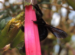 Xylocopa