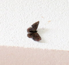 Riodinini