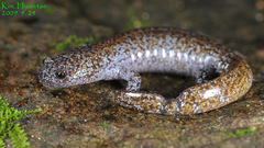 Gensan Salamander photo 1