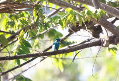 Alcedo coerulescens