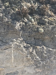 Strombocactus disciformis disciformis