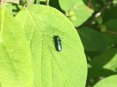 Agrilus cyanescens