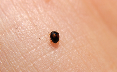 Serangium maculigerum