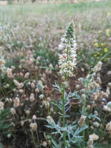Representative image of Reseda alba alba