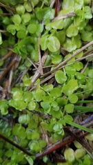 Micranthemum umbrosum