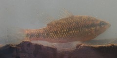 Nannoperca vittata