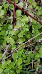 Micranthemum umbrosum