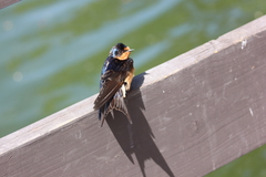 Hirundo rustica