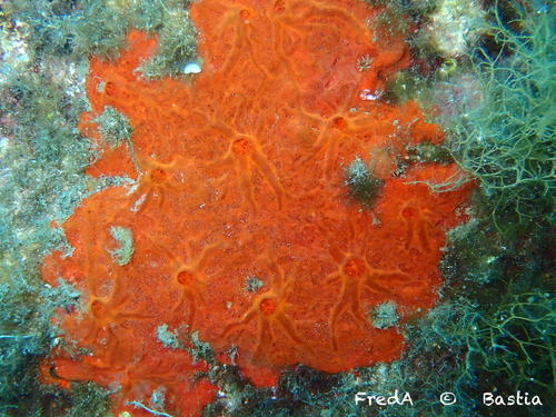 Oyster Sponge, photo 4 of 9