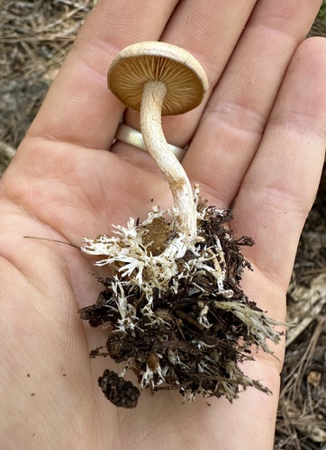 Clitocybe albirhiza