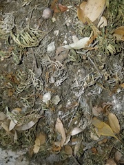 Selaginellales