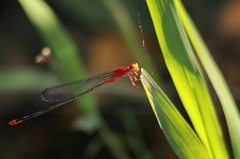 Pseudagrion pilidorsum declaratum