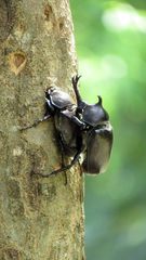 Trypoxylus dichotomus tsunobosonis