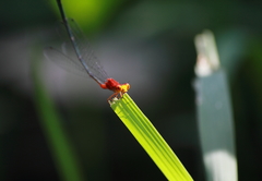 Pseudagrion pilidorsum declaratum