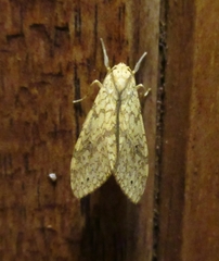 Lophocampa annulosa
