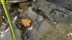 Appasus japonicus